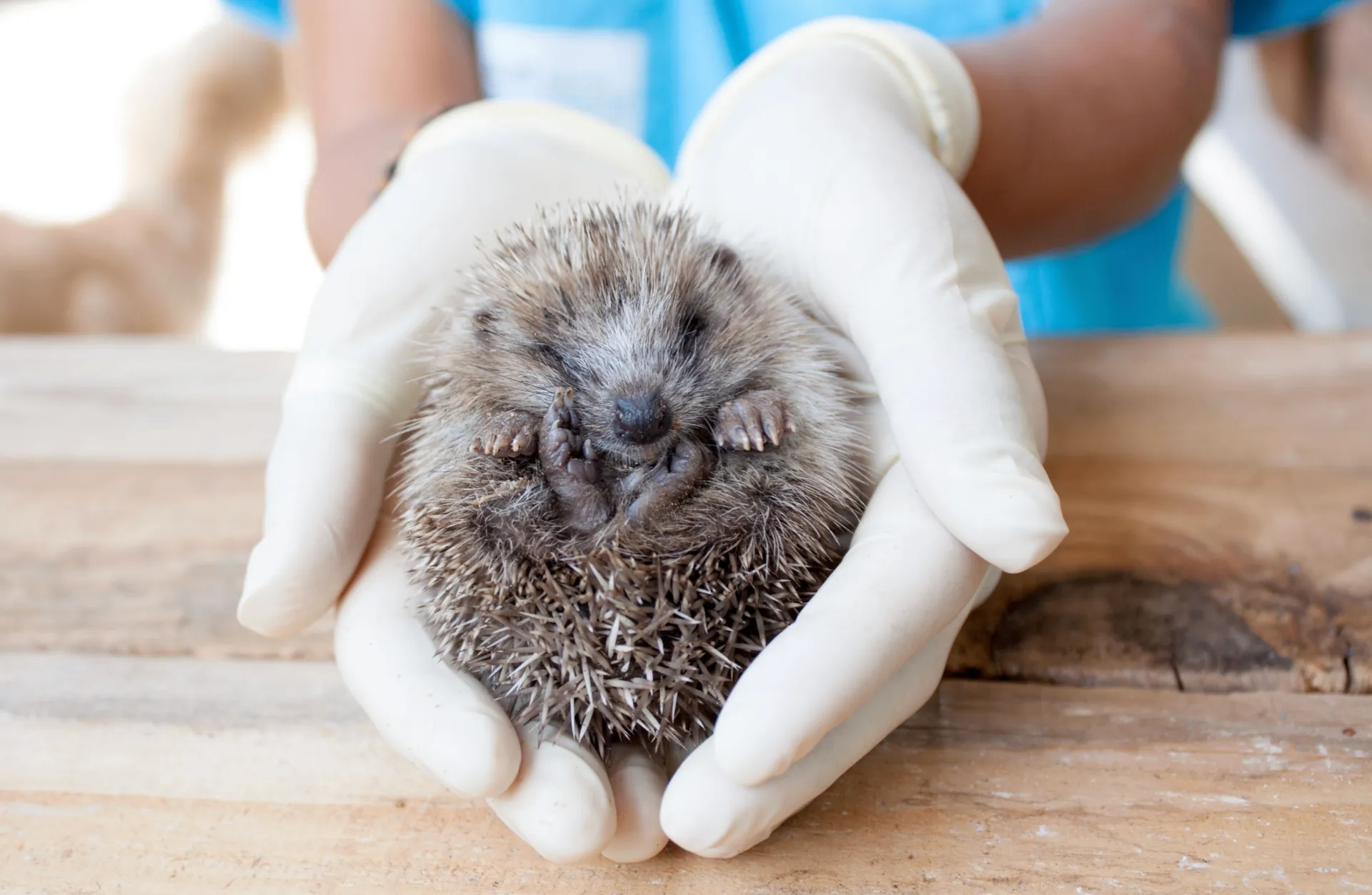 Réseau Centres de Soins Faune sauvage
